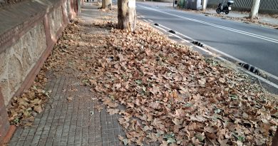 avinguda de gracia plena de fulles