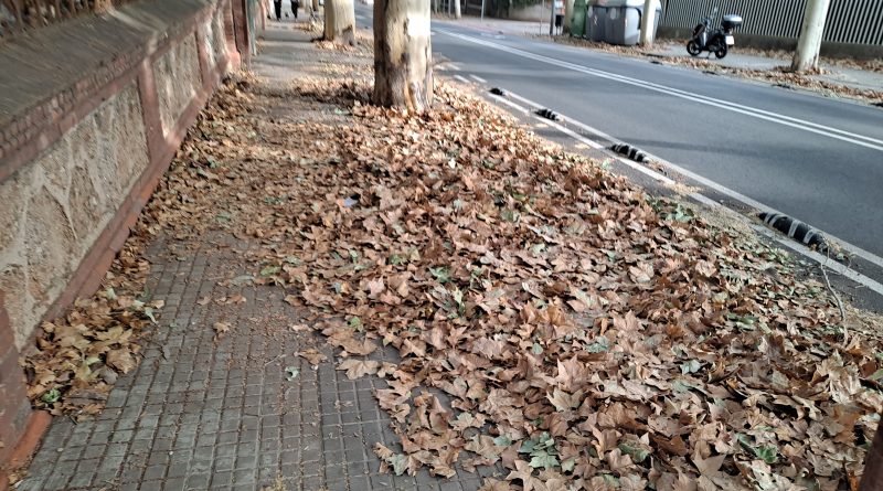 avinguda de gracia plena de fulles